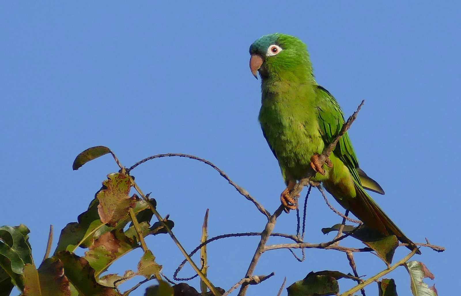 image Blue-crowned Parakeet
